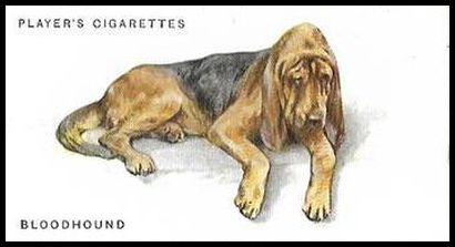 31PD 5 Bloodhound.jpg